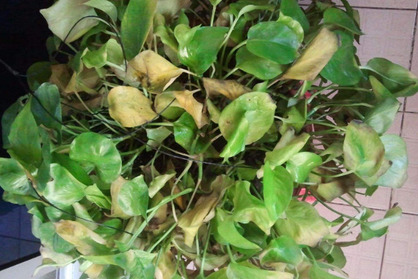 綠蘿蔫了怎么辦，減少水分和光照(保證通風(fēng)稀釋肥害)