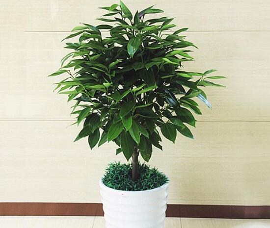 平安樹(shù)擺放什么位置好，平安樹(shù)的擺放禁忌