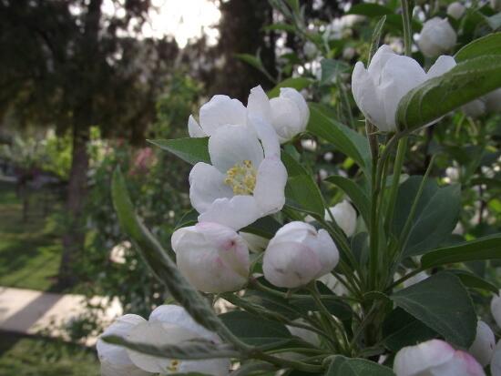 海棠花的風(fēng)水作用，海棠果的功效和作用