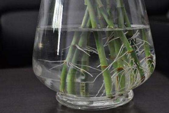 富貴竹怎么施肥，教你兩種養(yǎng)殖施肥方法(水培與土培)