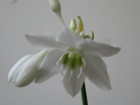 南美水仙的養(yǎng)殖方法，七大步驟幫你養(yǎng)的青翠欲滴