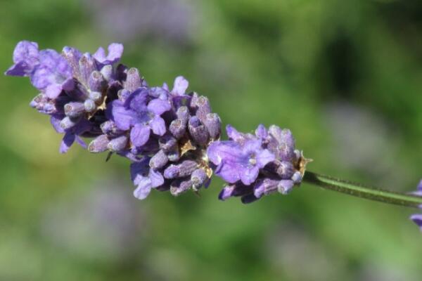 薰衣草適合送什么人，送給朋友、戀人