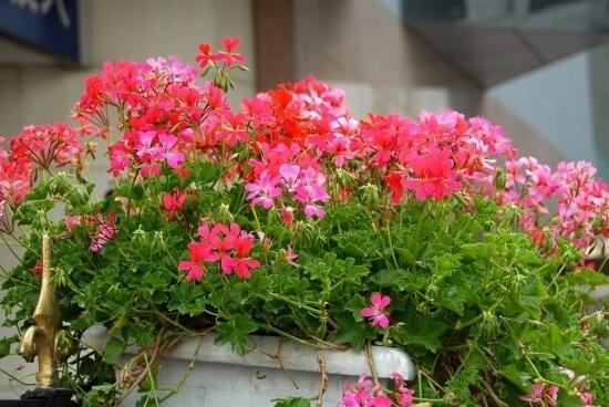 天竺葵品種大全，細(xì)數(shù)天竺葵七大品種