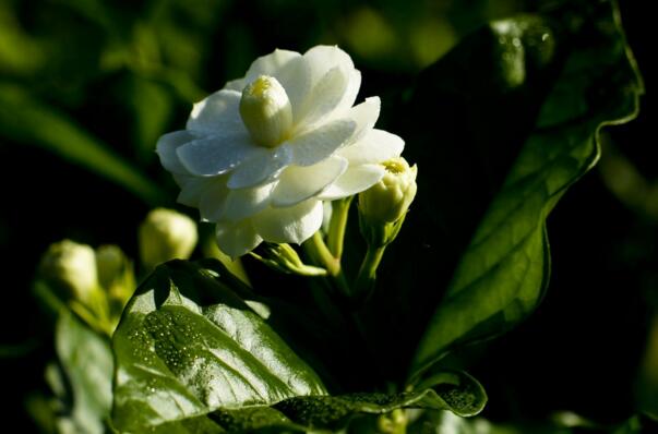 茉莉的養(yǎng)殖方法和注意事項，過多的澆水會導(dǎo)致茉莉死亡