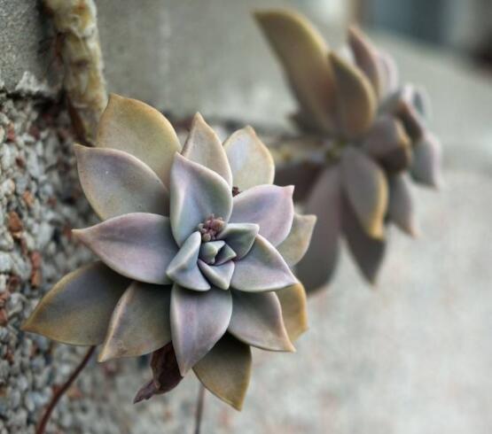 寶石花特點(diǎn)是什么，藥用價(jià)值是最大特色