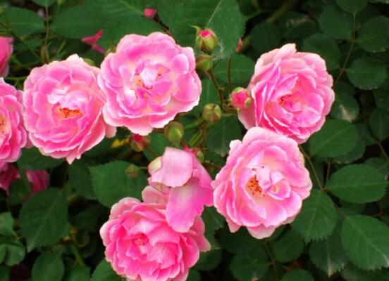 薔薇花怎么施肥，薔薇花施肥方法