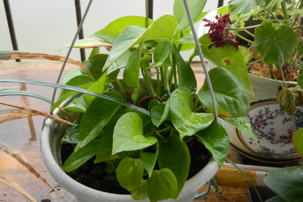 用阿司匹林澆綠蘿怎么做，磨成粉末兌水稀釋