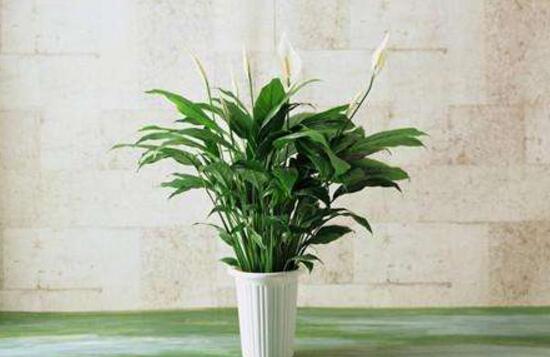 一帆風順的品種有哪些，一帆風順花品種圖片大全