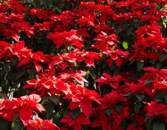 一品紅的四季怎么養(yǎng)，一品紅的四季養(yǎng)護方法