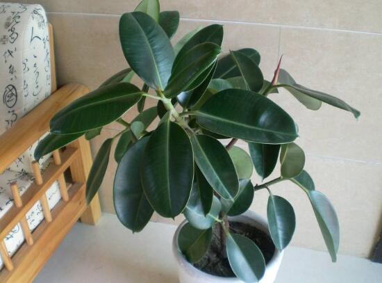 橡皮樹盆景怎么養(yǎng)護(hù)，橡皮樹的四季養(yǎng)護(hù)方法