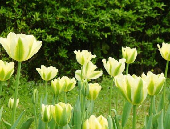 郁金香花期，每年花期為3-5月