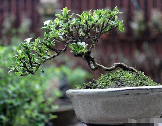 六月雪如何養(yǎng)，老農(nóng)總結(jié)最實用六大基本養(yǎng)殖方法