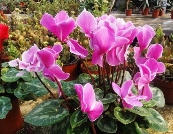 仙客來夏季的養(yǎng)殖方法和注意事項，只需注意五個要點(安然度夏)