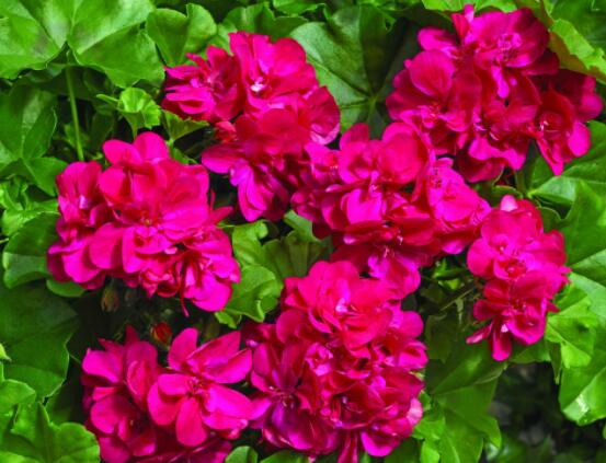 天竺葵適合放室內(nèi)養(yǎng)嗎，導(dǎo)致皮膚過敏、頭暈、胸悶(不建議)