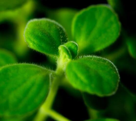 碰碰香的功效與作用，凈化空氣、消炎消腫，制作香精