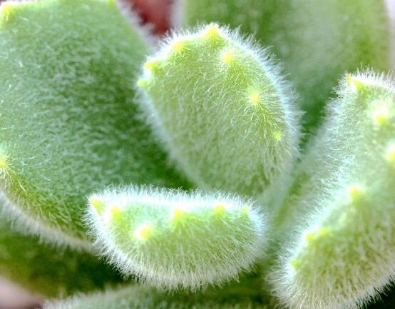 熊童子好養(yǎng)嗎，好養(yǎng)/做好五個(gè)要點(diǎn)生長茂盛美觀