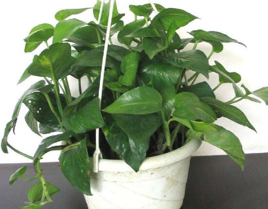 綠蘿好養(yǎng)嗎，綠蘿的養(yǎng)殖方法和注意事項