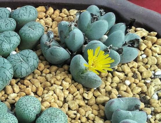 夏天生石花怎么養(yǎng)，做好五個要點可安然度夏