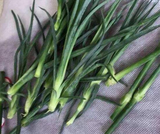 康乃馨怎么水養(yǎng)，康乃馨水培生根步驟圖