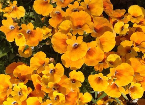 天竺葵怎么修剪，天竺葵修剪方法