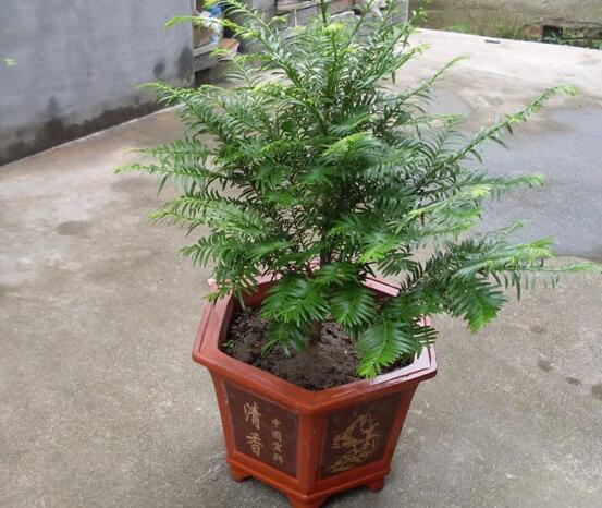 如何養(yǎng)紅豆杉，土壤要豐富營(yíng)養(yǎng)/肥水相結(jié)合