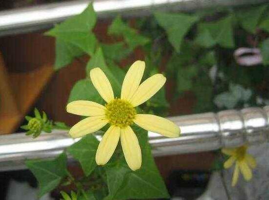 常春藤會(huì)開(kāi)花嗎，常春藤什么時(shí)候開(kāi)花