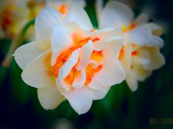 洋水仙土培好還是水培好，土培存活率高、水培易爛根