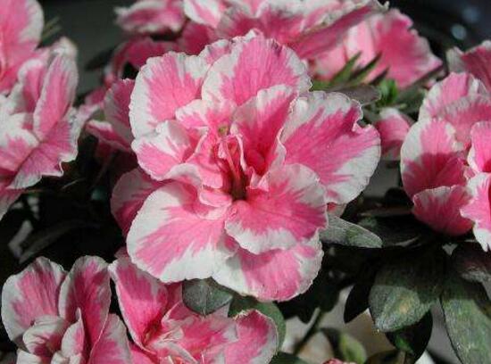 杜鵑花有哪些常見品種，杜鵑花品種圖片大全