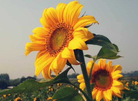 向日葵的特點是什么，向日葵為什么向著太陽