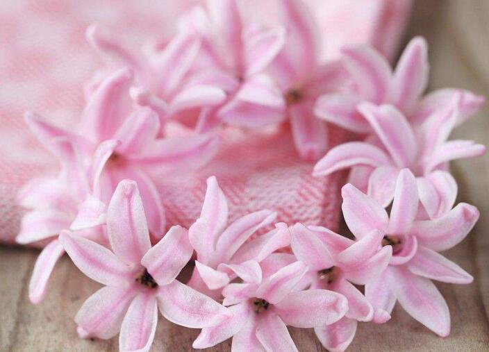 風信子一年開幾次花(一年開一次)，介紹一年開兩次花的方法