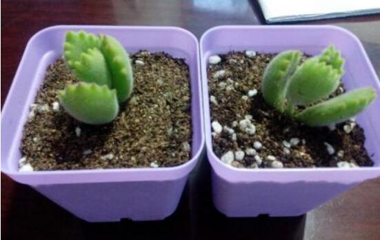 熊童子扦插技巧，五個簡單小步驟一學就會