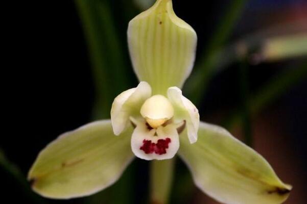 水仙花的蟲(chóng)害防治方法，預(yù)防病害一定要對(duì)癥下藥