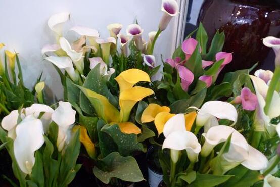 彩色馬蹄蓮能養(yǎng)幾年，通常養(yǎng)殖3-4年是沒有問題