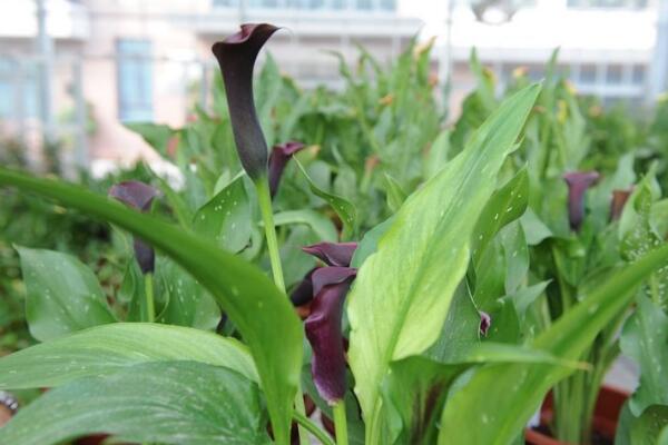 馬蹄蓮種植方法和時(shí)間，秋季播種最為適宜