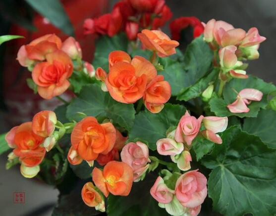 麗格海棠花的養(yǎng)殖方法，老總總結(jié)出最實(shí)用六大基本步驟