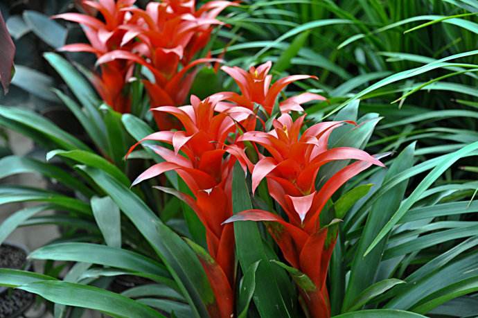 鴻運(yùn)當(dāng)頭種類有哪些，鴻運(yùn)當(dāng)頭常見品種介紹