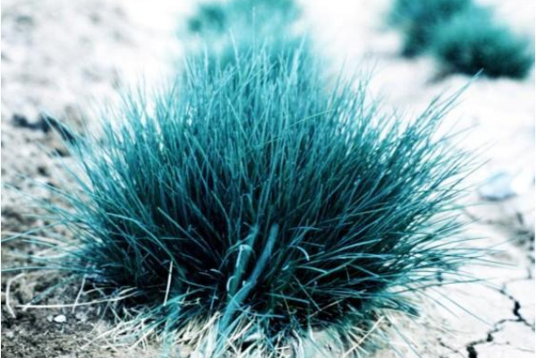 藍羊茅怎么養(yǎng)，充足明亮的光照可提升觀賞性