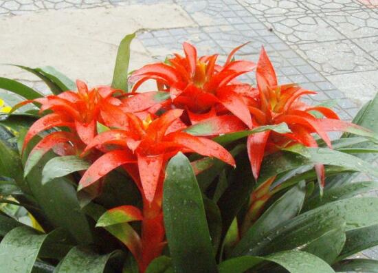 鴻運當頭什么時候開花，鴻運當頭一年開幾次花