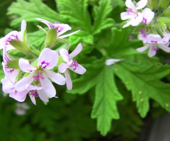 天竺葵哪個(gè)品種最勤花，香葉天竺葵排行榜第一