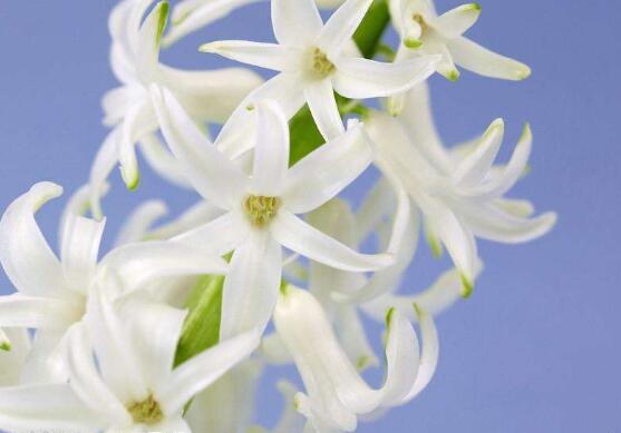 風(fēng)信子怎么繁殖，風(fēng)信子繁殖方法