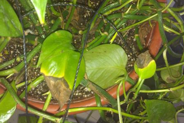 綠蘿爛根是什么原因，低溫凍傷/澆水過多等