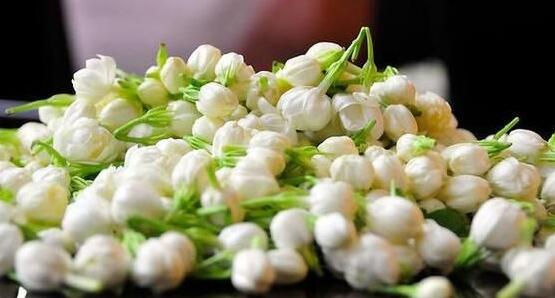 茉莉花的功效與作用，茉莉花八大功效與作用