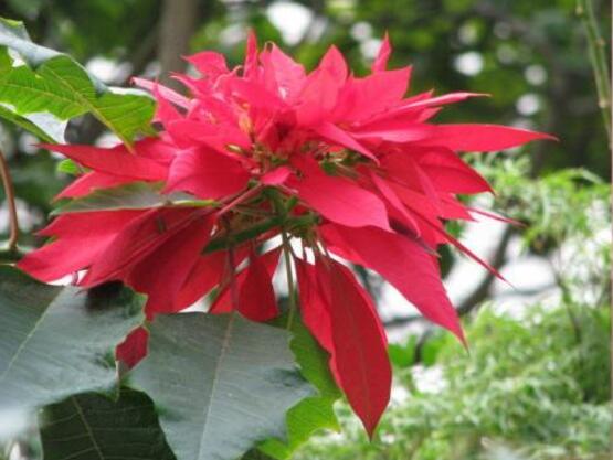 一品紅什么時(shí)候開花，一品紅在每年12月至翌年2月開花