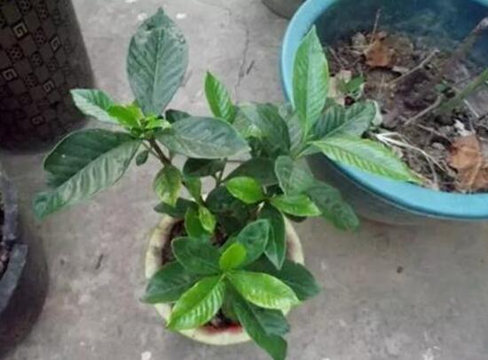 梔子花爛根還能活嗎，梔子花爛根怎么辦