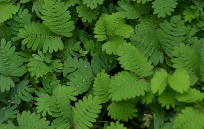 含羞草怎么養(yǎng)長的快，需要養(yǎng)殖在適合生長的環(huán)境中