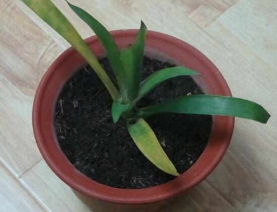 鴻運(yùn)當(dāng)頭為什么不開花，鴻運(yùn)當(dāng)頭不開花怎么辦