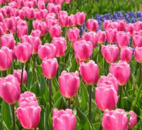 郁金香枯萎后的處理，花下2-3厘米處剪斷/保證正常水肥