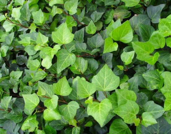 常春藤的養(yǎng)殖方法和注意事項，老農(nóng)總結(jié)八大基本方法