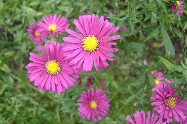 荷蘭菊的養(yǎng)殖方法，做好以下4點(diǎn)是關(guān)鍵