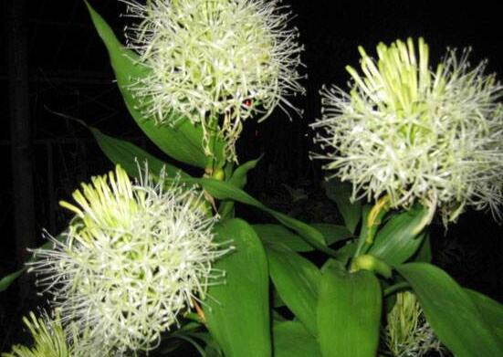 富貴竹應(yīng)該養(yǎng)幾支才合適，盤(pán)點(diǎn)最合適的五種養(yǎng)支數(shù)(1/2/6/8/9)